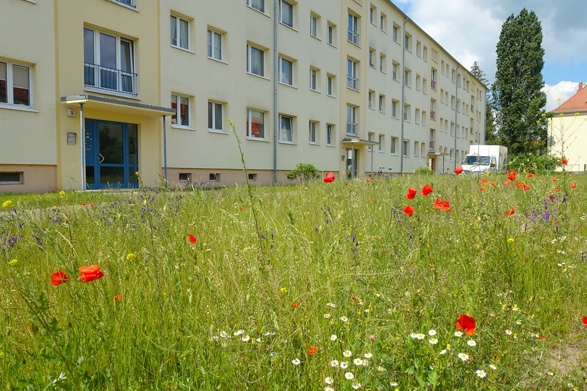 Blühwiese Steinbacherstr. 5 11 2022