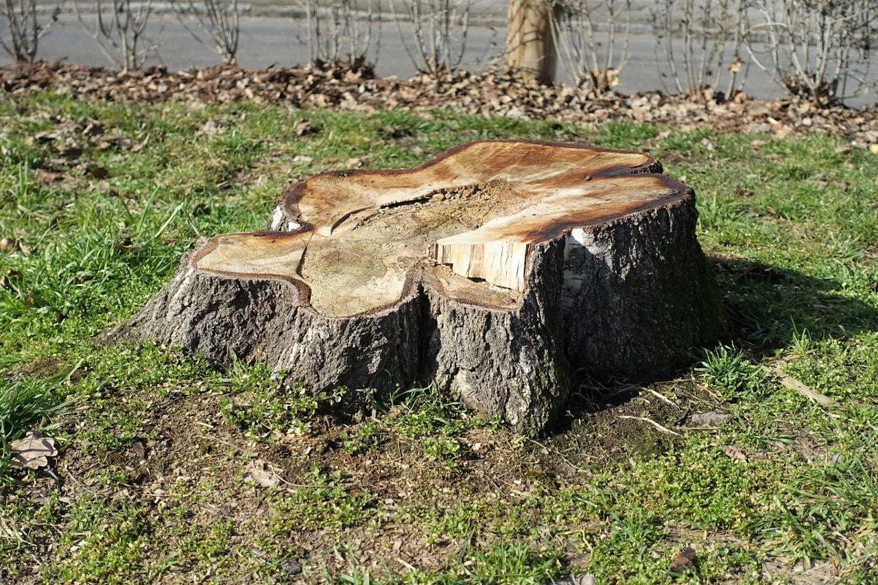 Baumstumpf Gottfried Keller Platz